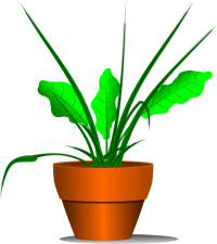 water me! plant